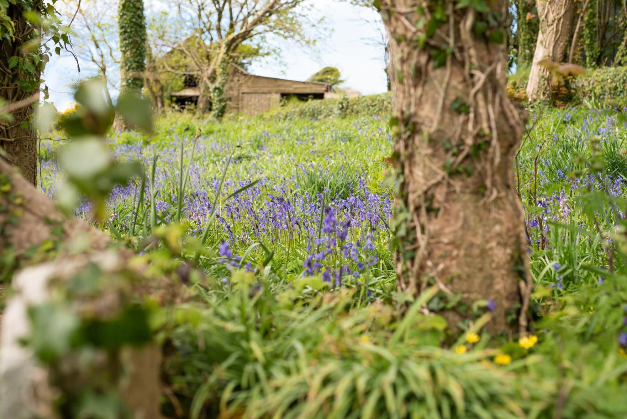 Timber Hill Self Catering Cedar Lodges Broad Haven Extérieur photo